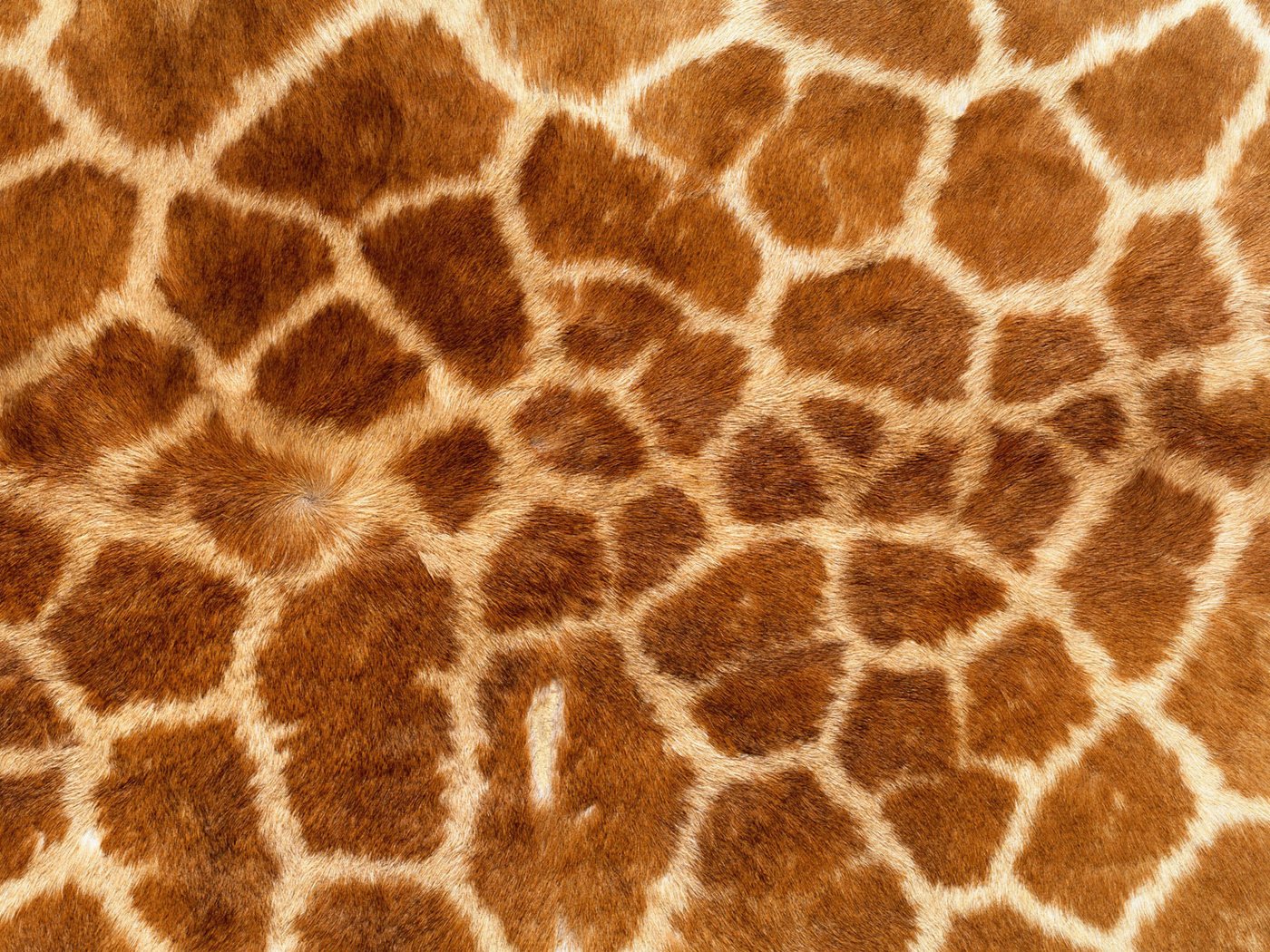 Обои обои, текстура, фон, кошка, леопард, шкура, жираф, мех, wallpaper, texture, background, cat, leopard, skin, giraffe, fur разрешение 1920x1200 Загрузить