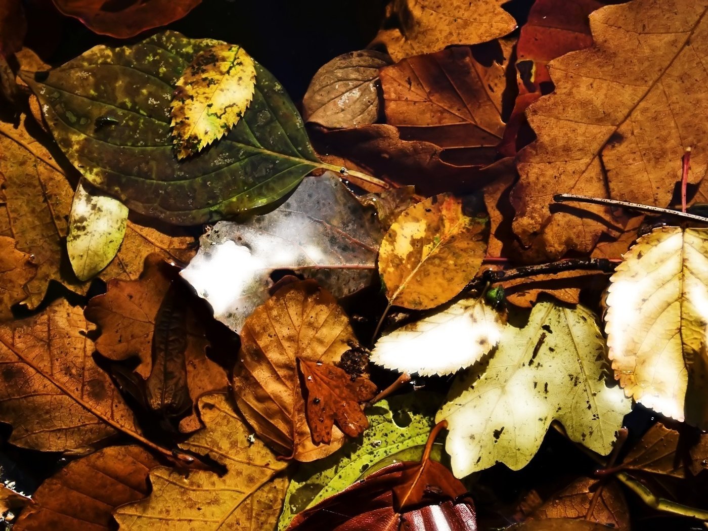 Обои природа, обои, листья, листва, осень, nature wallpapers, осен,  листья, nature, wallpaper, leaves, foliage, autumn разрешение 1920x1200 Загрузить