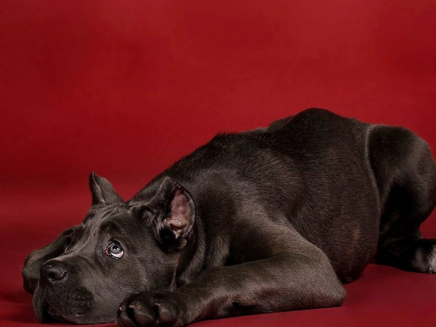 Обои собака, щенок, красный фон, кане-корсо, dog, puppy, red background, cane corso разрешение 1920x1113 Загрузить