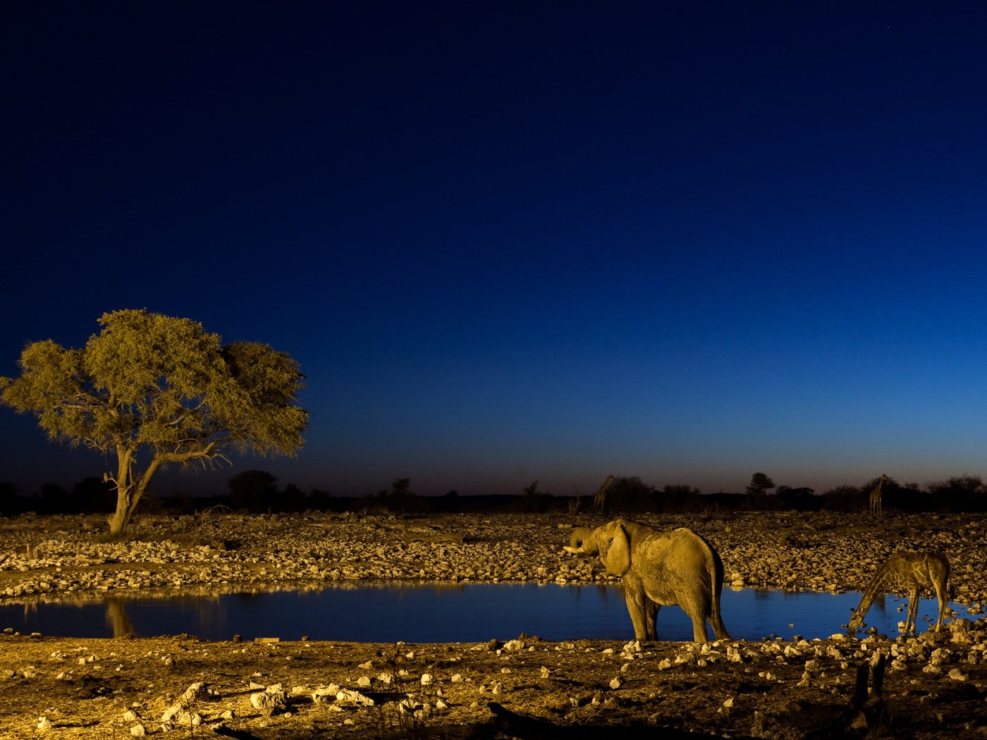 Обои ночь, слон, жираф, водопой, night, elephant, giraffe, drink разрешение 2560x1600 Загрузить