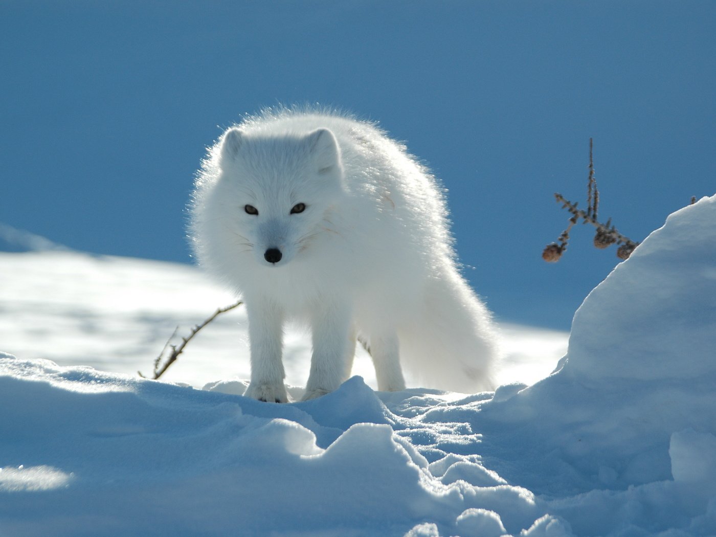 Обои природа, обои, тундра, песец, полярная лисица, арктическая лиса, nature, wallpaper, tundra, fox, polar fox, arctic fox разрешение 3008x2000 Загрузить
