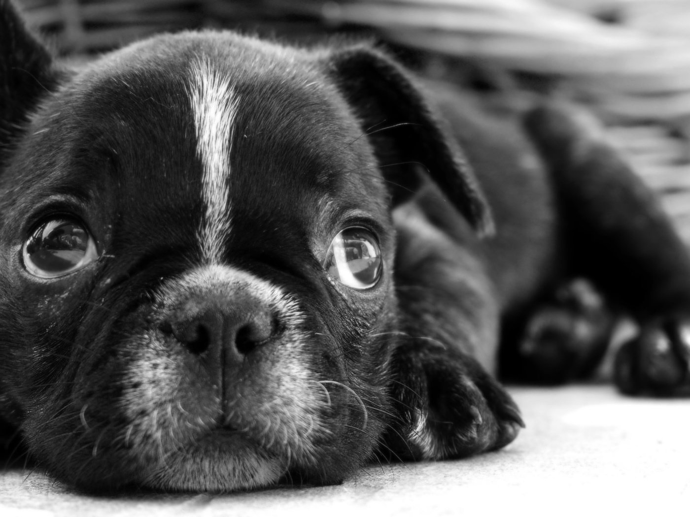 Обои чёрно-белое, собака, лежит, щенок, бульдог, французский бульдог, black and white, dog, lies, puppy, bulldog, french bulldog разрешение 1920x1200 Загрузить
