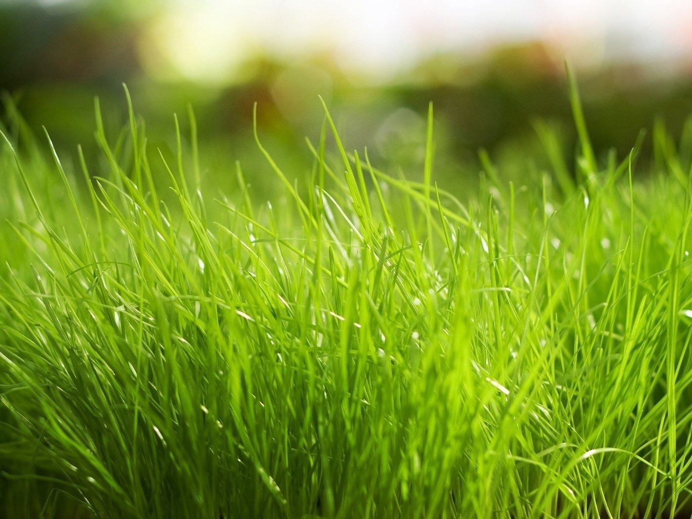 Обои трава, макро, ярко, зеленая, grass, macro, bright, green разрешение 1920x1080 Загрузить