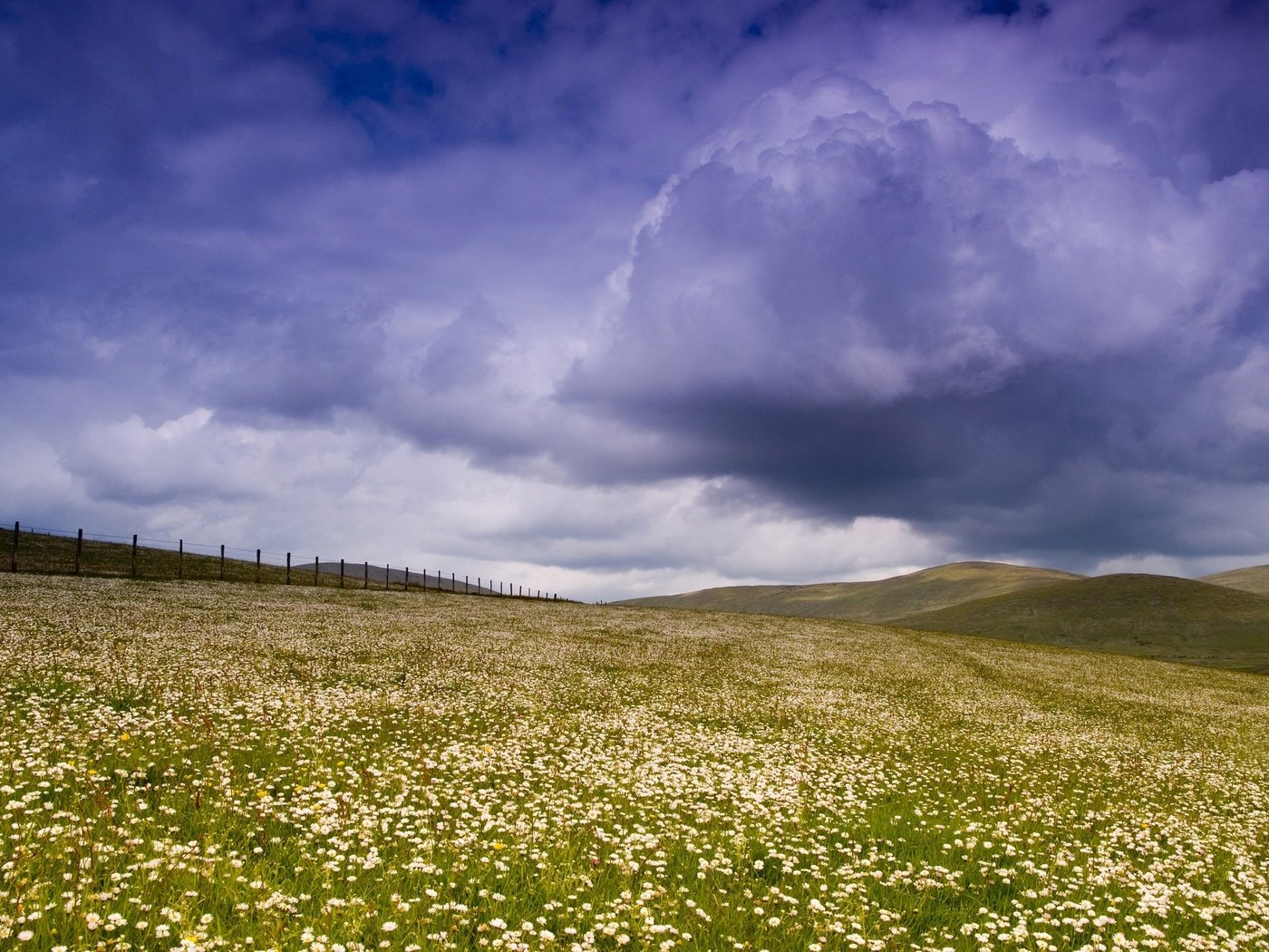 Обои небо, цветы, облака, поле, забор, the sky, flowers, clouds, field, the fence разрешение 2560x1600 Загрузить