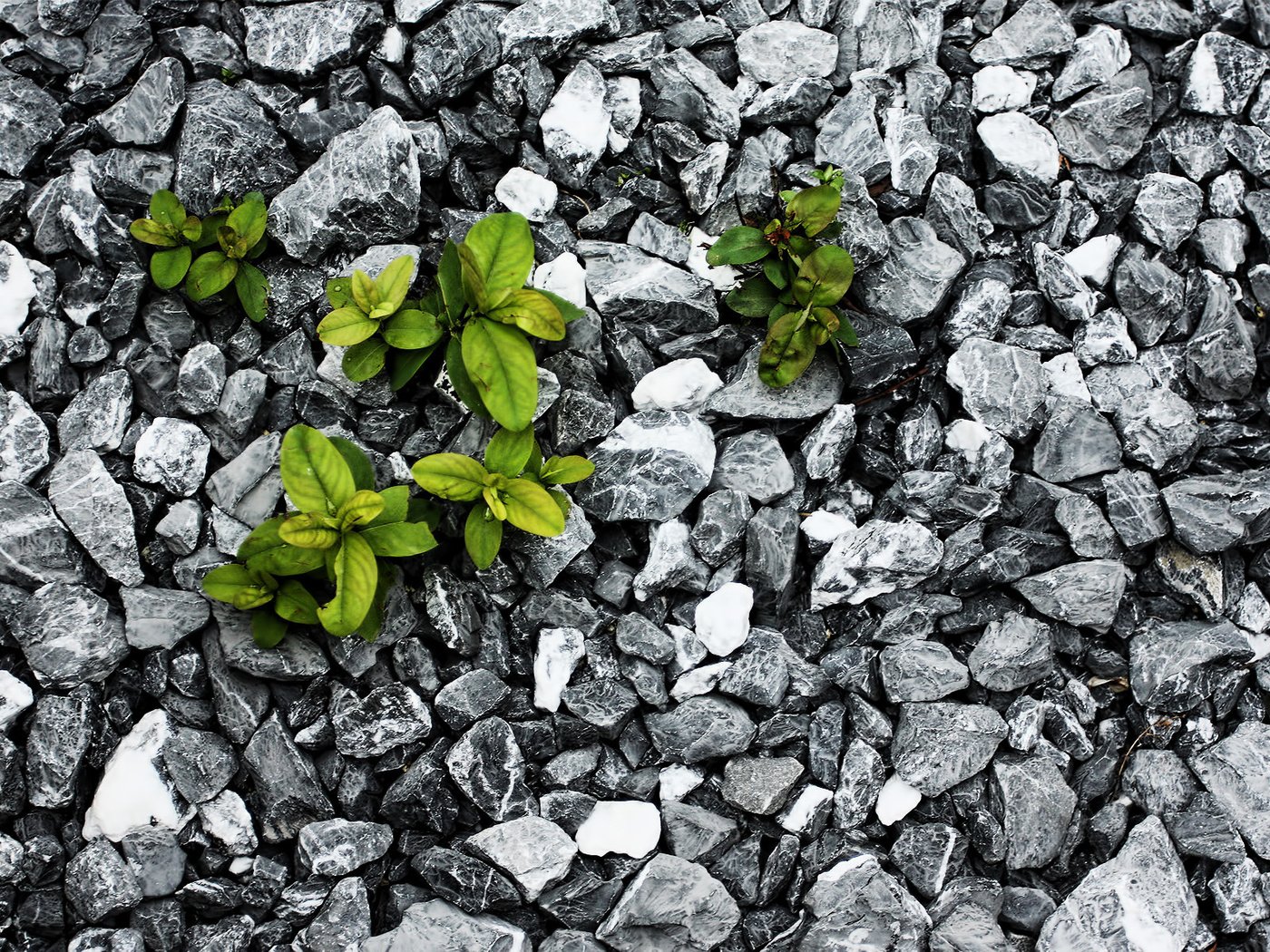 Обои камни, листья, борьба, растение, выживание, stones, leaves, fight, plant, survival разрешение 1920x1200 Загрузить