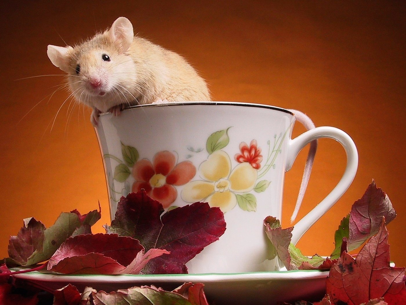 Обои листья, чашка, мышка, leaves, cup, mouse разрешение 1920x1200 Загрузить