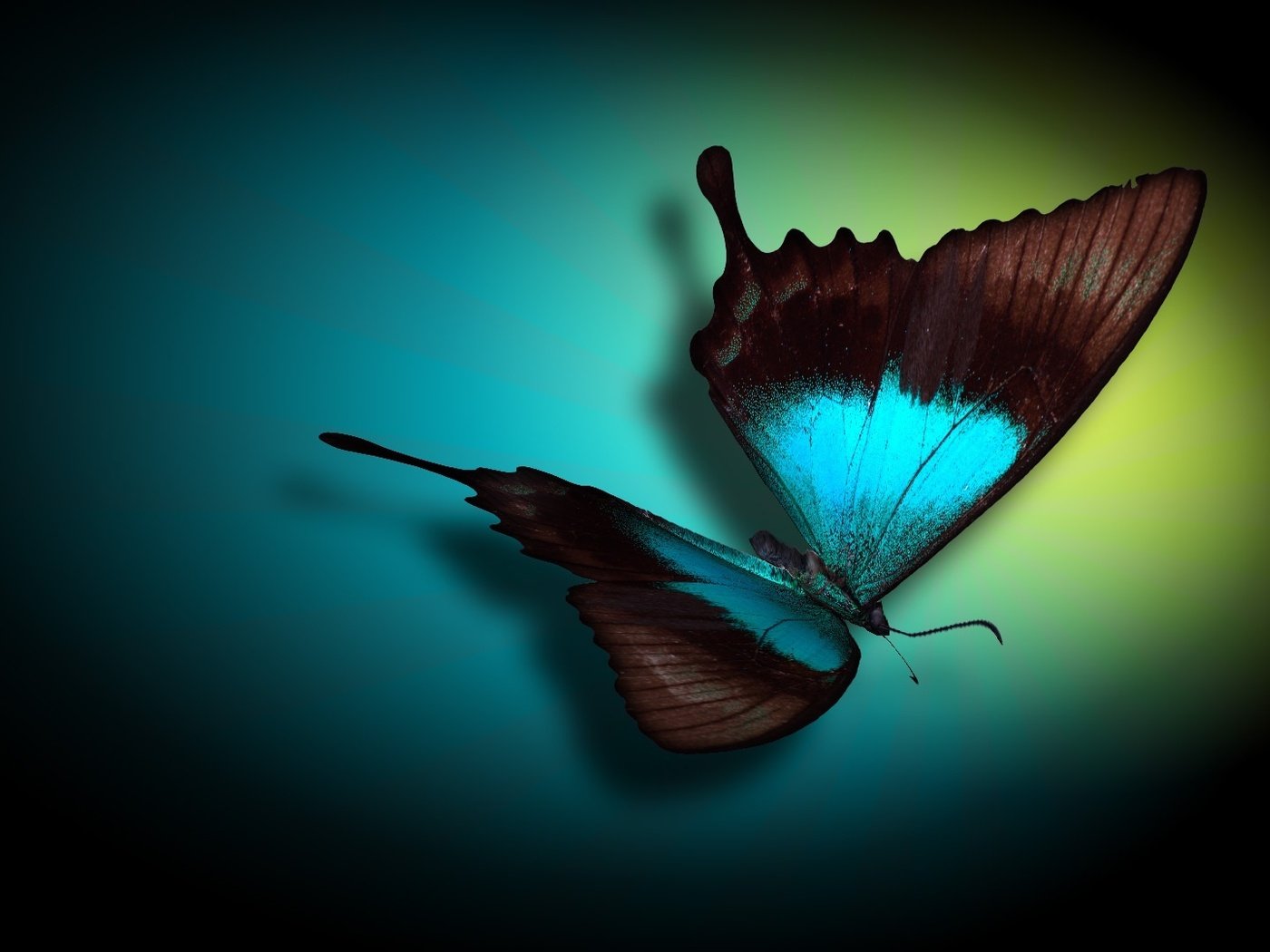 Обои цвета, бабочка, овал, color, butterfly, oval разрешение 1920x1080 Загрузить