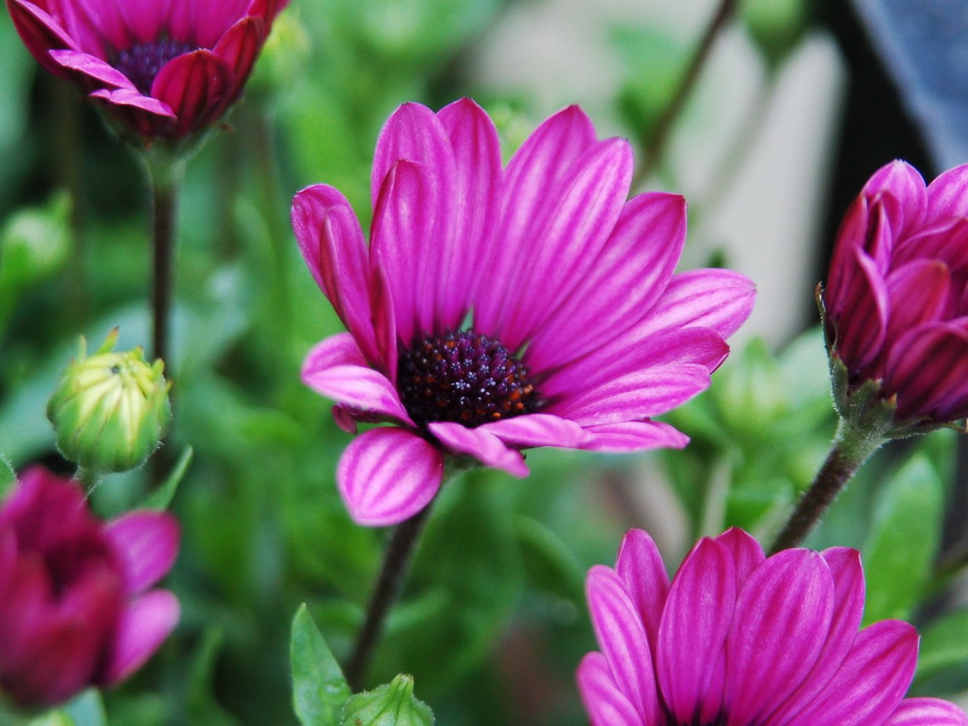 Обои лепестки, фиолетовый, стебли, petals, purple, stems разрешение 2560x1702 Загрузить