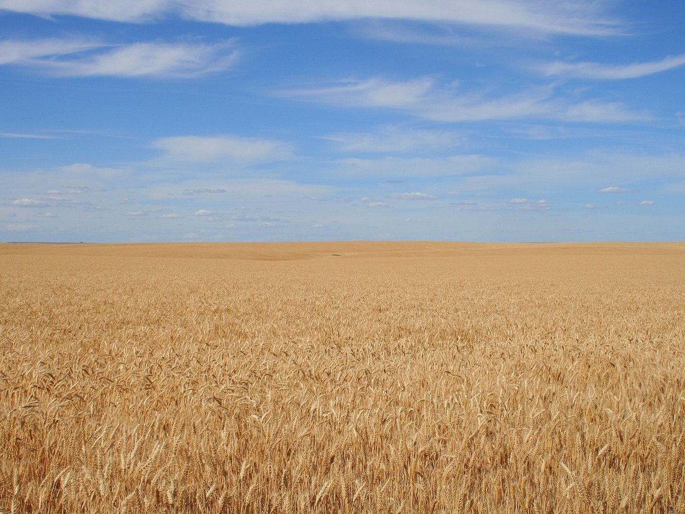 Обои небо, фон, поле, спокойствие, зерно, the sky, background, field, calm, grain разрешение 1920x1200 Загрузить