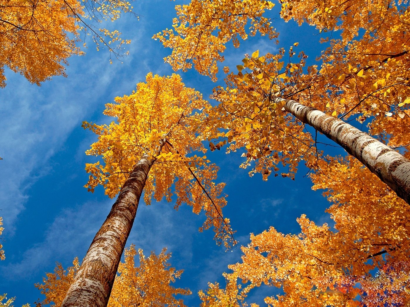 Обои небо, деревья, березы, осень, желтые листья, крона, вид снизу, the sky, trees, birch, autumn, yellow leaves, crown, bottom view разрешение 1920x1200 Загрузить