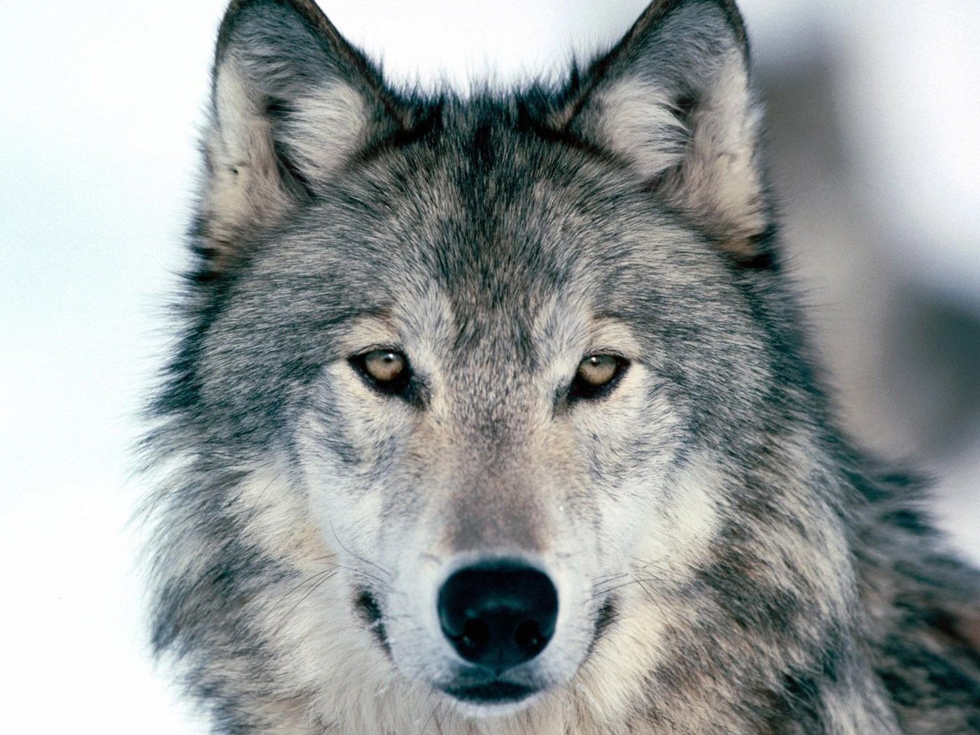 Обои зима, дикая, волчица, winter, wild, wolf разрешение 1920x1200 Загрузить