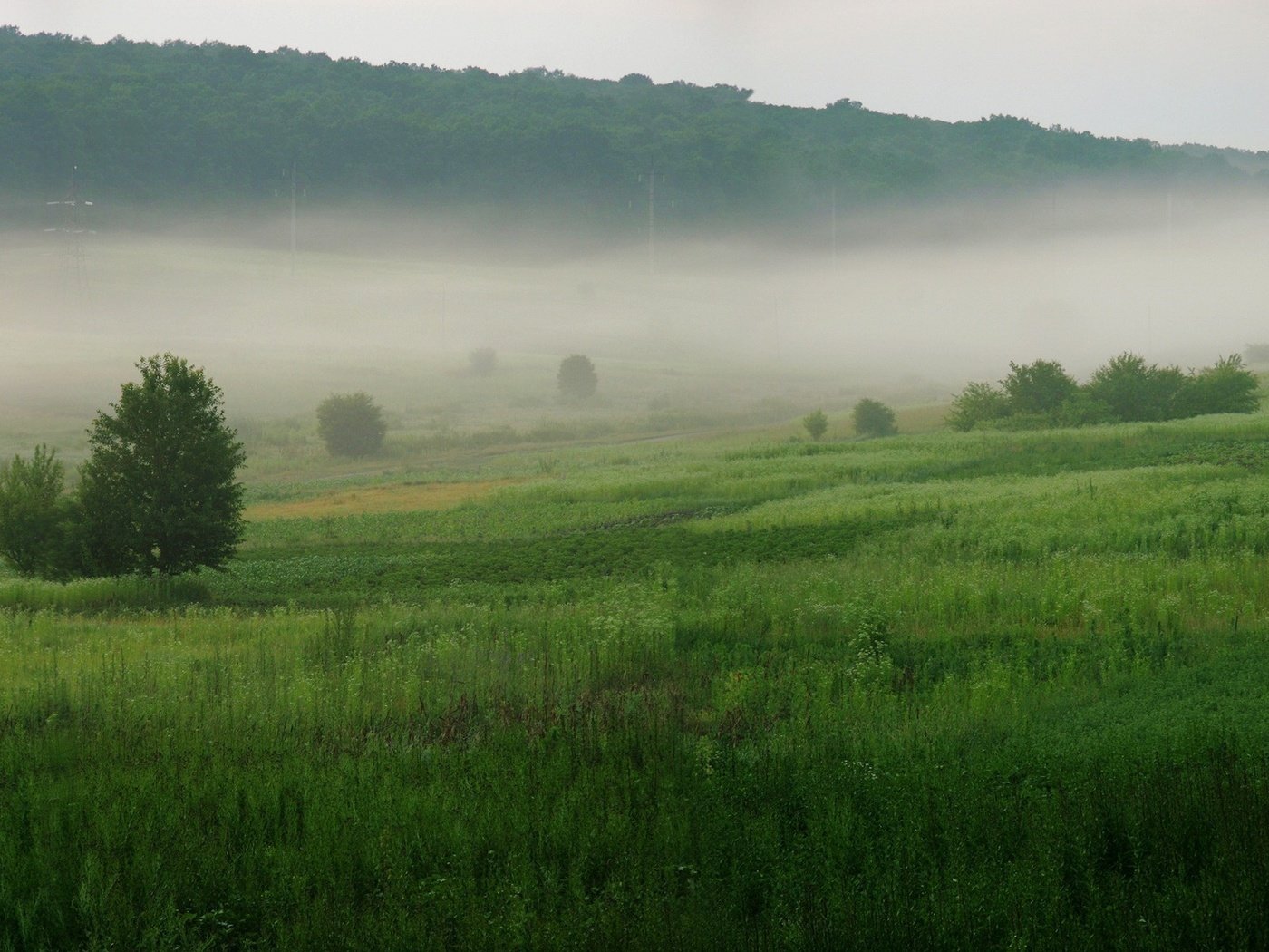 Обои трава, деревья, зелёный, туман, grass, trees, green, fog разрешение 3200x1200 Загрузить