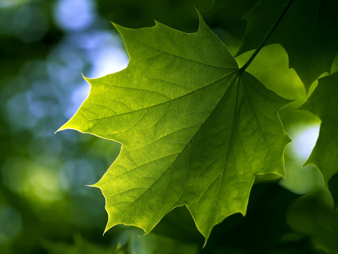 Обои зелень, лето, лист, клен, greens, summer, sheet, maple разрешение 2560x1600 Загрузить