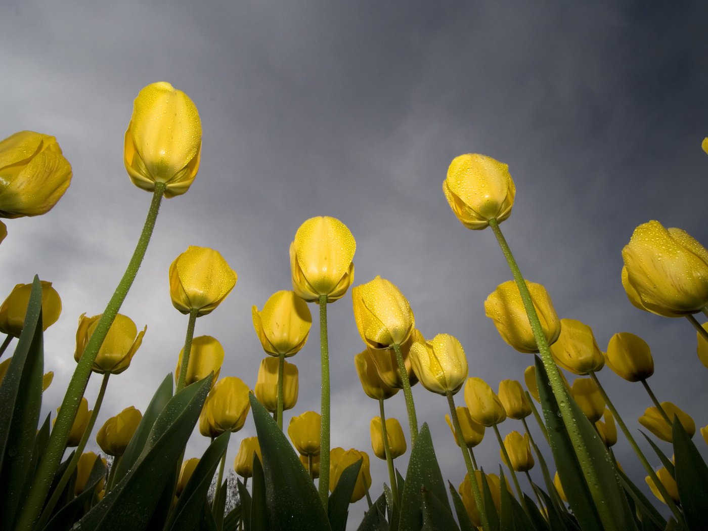 Обои небо, желтый, зелёный, роса, тюльпаны, the sky, yellow, green, rosa, tulips разрешение 1920x1200 Загрузить