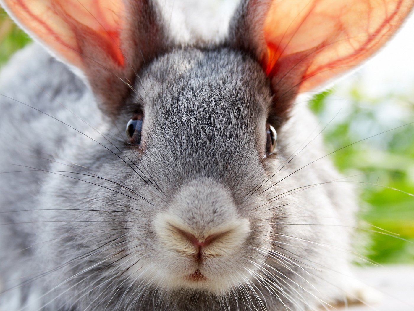 Обои животные, кролик, ушастый, animals, rabbit, eared разрешение 1920x1200 Загрузить