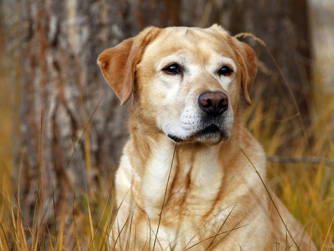 Обои трава, осень, собака, пес, охотник, лабрадор, лабрадор ретривер, grass, autumn, dog, hunter, labrador, labrador retriever разрешение 1920x1200 Загрузить