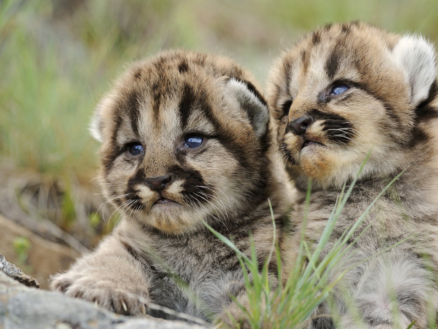 Обои тигр, взгляд, тигрята, tiger, look, the cubs разрешение 1920x1080 Загрузить