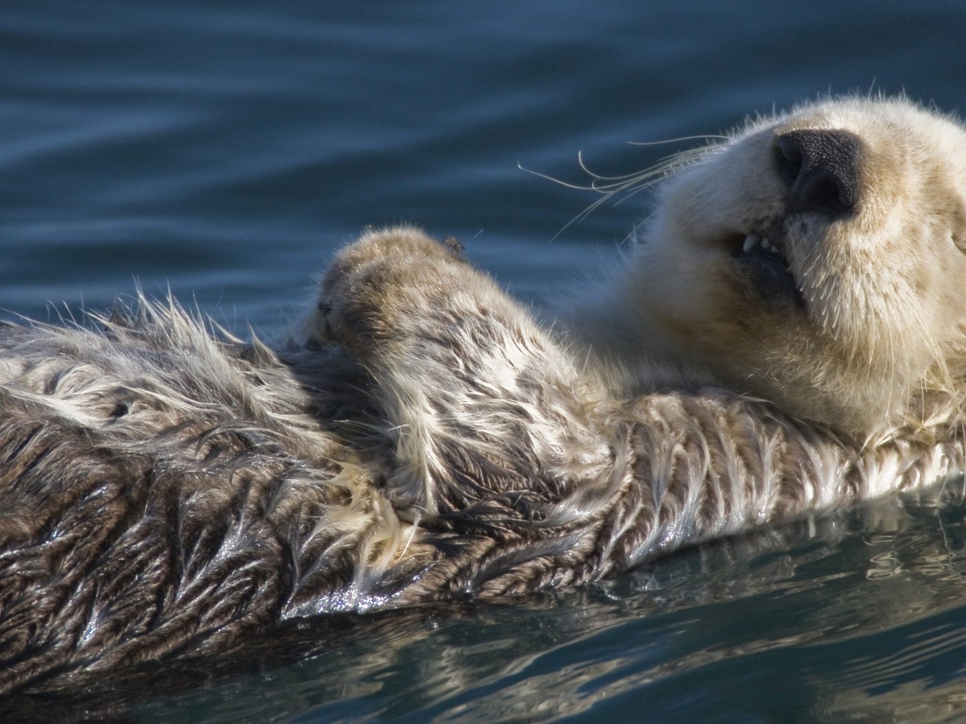 Обои вода, спит, калан, морская выдра, выдра, water, sleeping, kalan, sea otter, otter разрешение 1920x1080 Загрузить