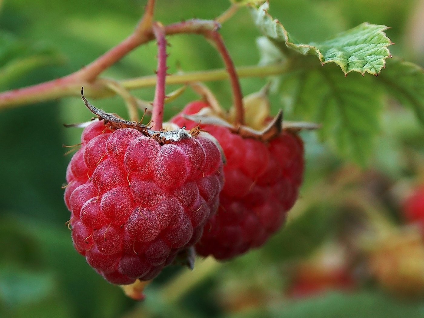 Обои листья, малина, ягода, куст, leaves, raspberry, berry, bush разрешение 2048x1536 Загрузить