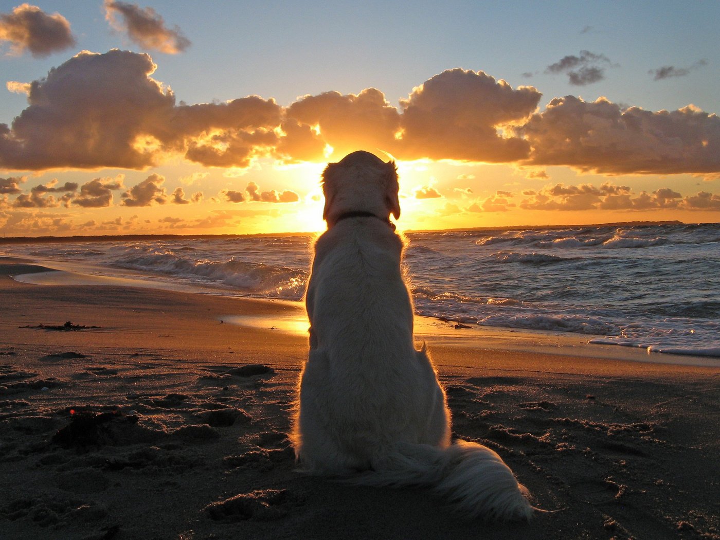 Обои закат, море, собака, ожидание, sunset, sea, dog, waiting разрешение 2560x1600 Загрузить