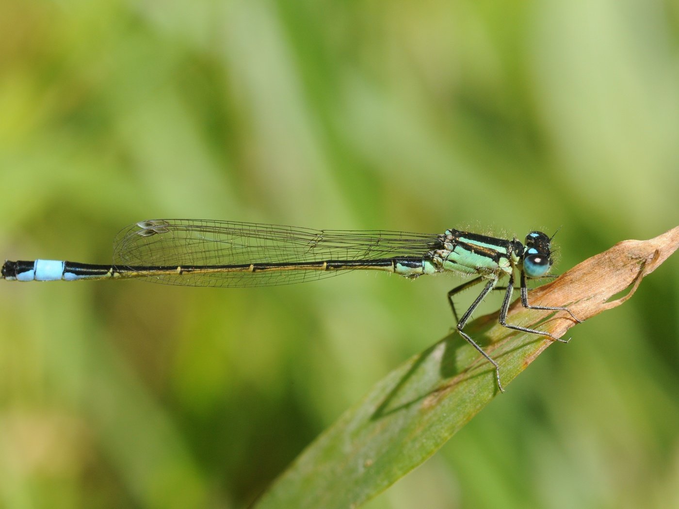 Обои зелёный, лист, стрекоза, green, sheet, dragonfly разрешение 4288x2848 Загрузить