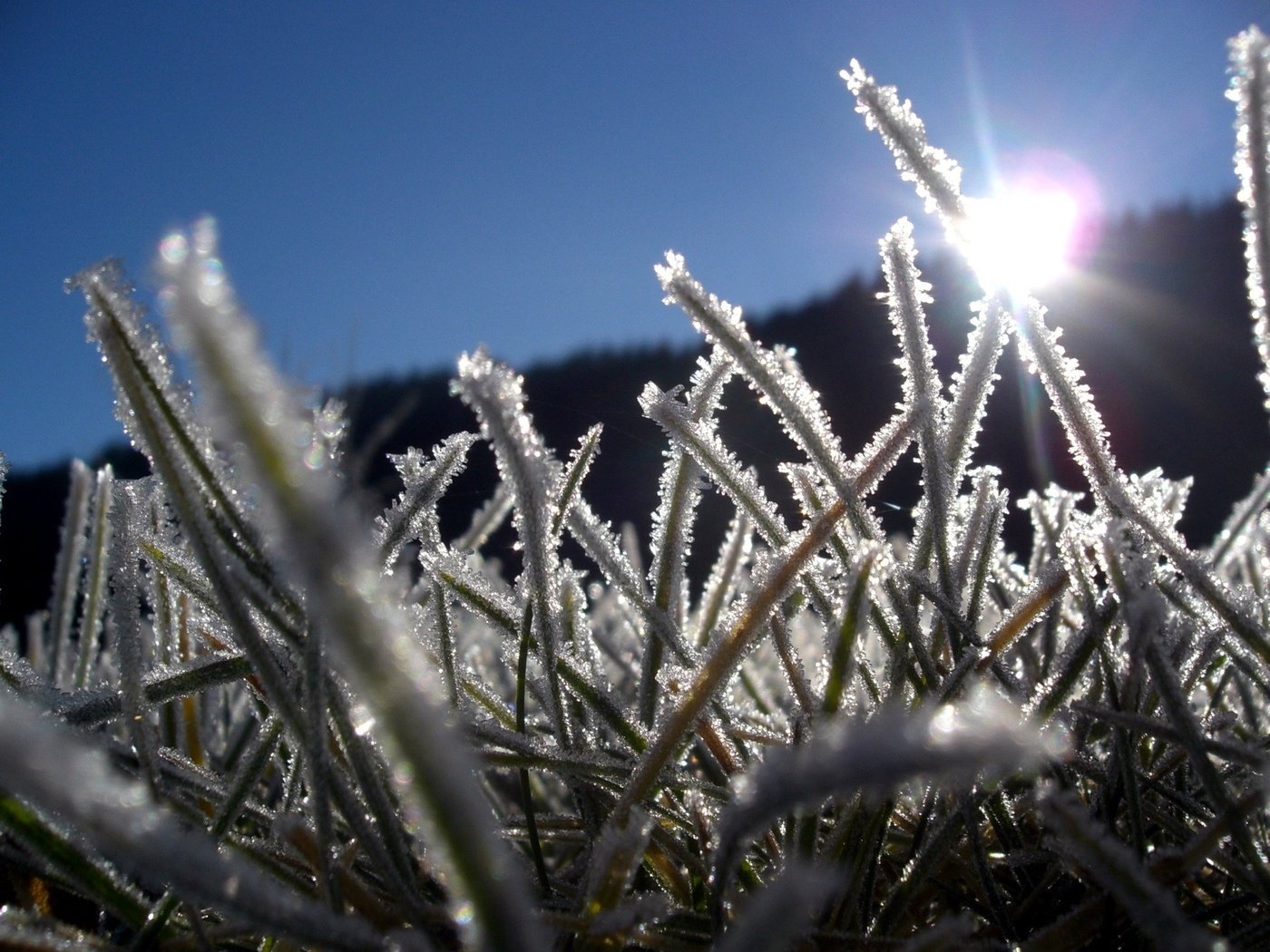 Обои трава, лёд, grass, ice разрешение 1920x1440 Загрузить