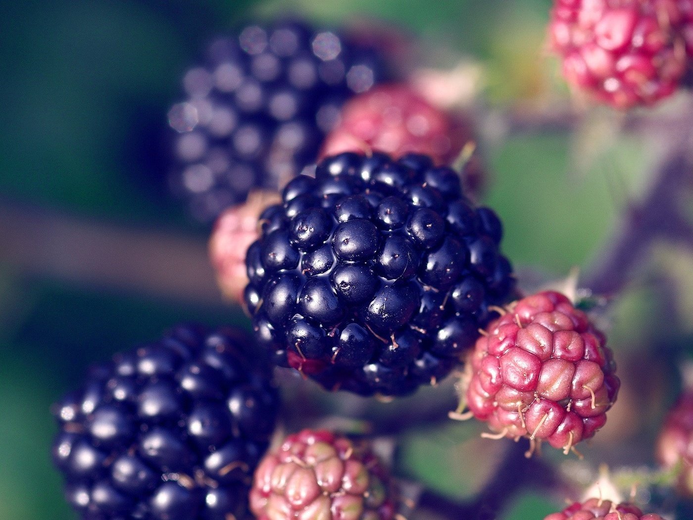 Обои ягода, растение, ежевика, berry, plant, blackberry разрешение 1920x1200 Загрузить