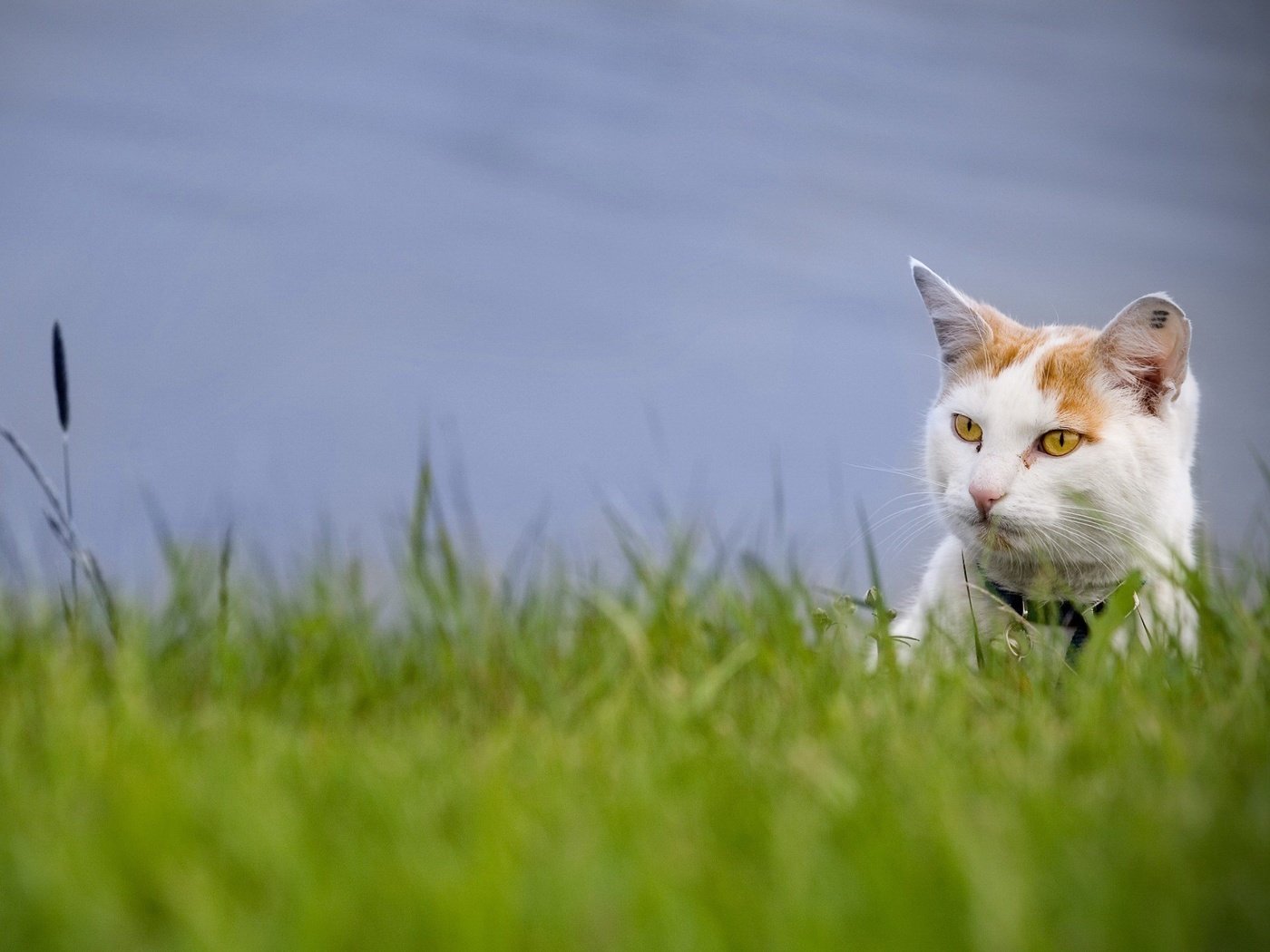 Обои трава, зелень, кот, взгляд, grass, greens, cat, look разрешение 1920x1440 Загрузить