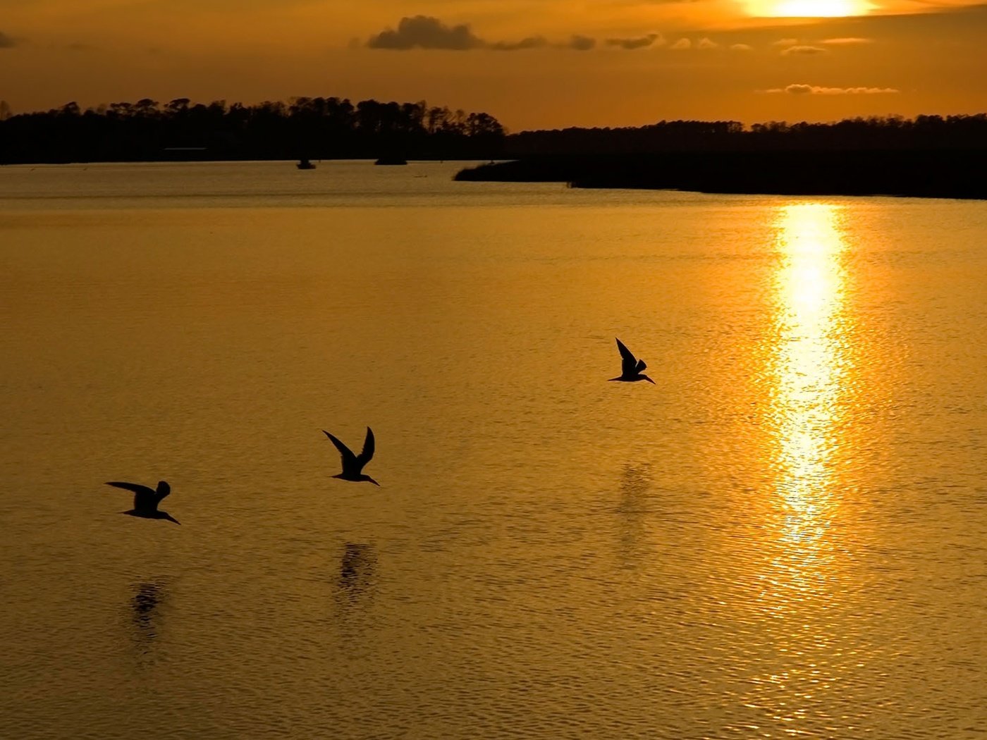 Обои озеро, закат, птицы, lake, sunset, birds разрешение 1920x1080 Загрузить