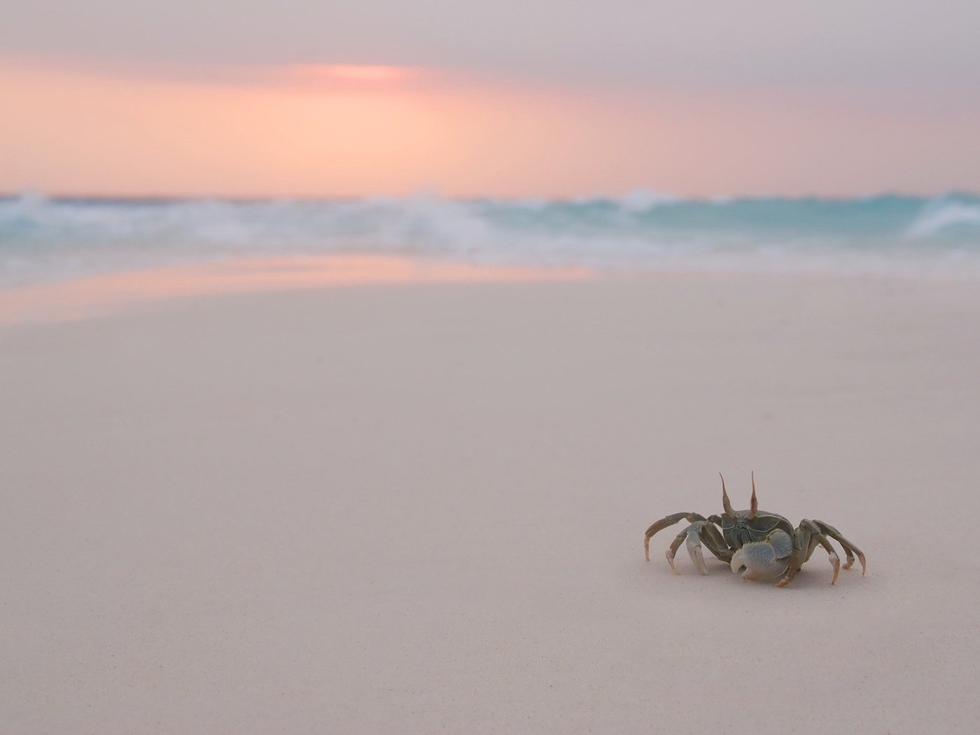 Обои вечер, пляж, крабик, the evening, beach, crab разрешение 1920x1200 Загрузить