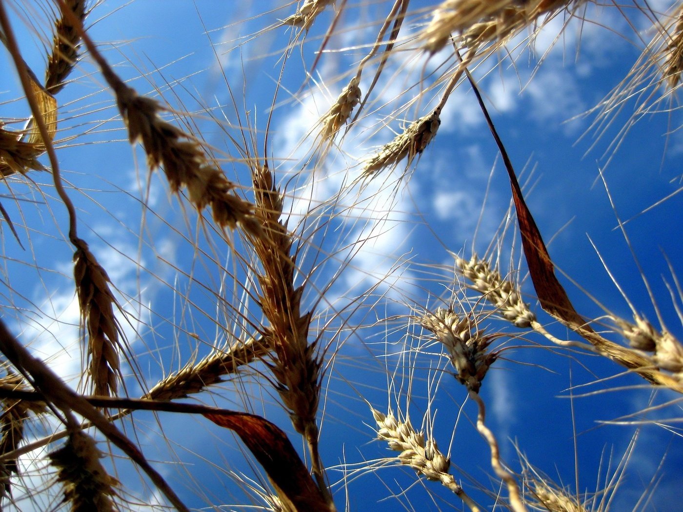 Обои небо, природа, поля, колосья, пшеница, the sky, nature, field, ears, wheat разрешение 1920x1440 Загрузить