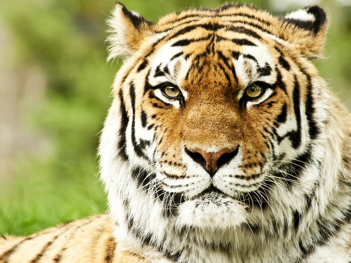 Обои тигр, морда, кошка, хищник, большая кошка, тирг, tiger, face, cat, predator, big cat, til разрешение 2560x1600 Загрузить