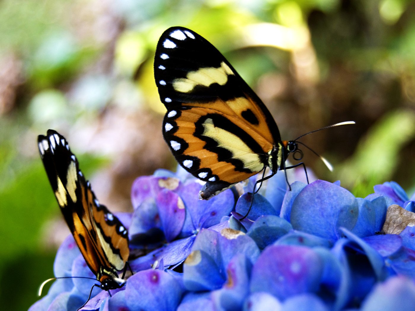 Обои цветы, бабочки, нектар, flowers, butterfly, nectar разрешение 2560x1600 Загрузить