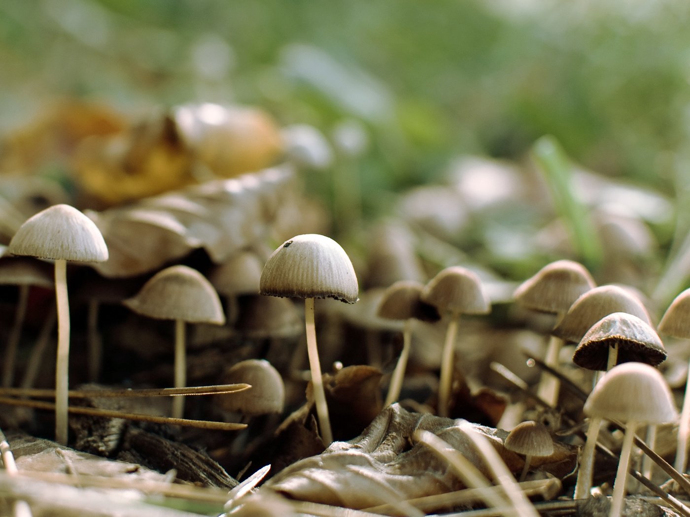 Обои лес, грибы, forest, mushrooms разрешение 2560x1600 Загрузить