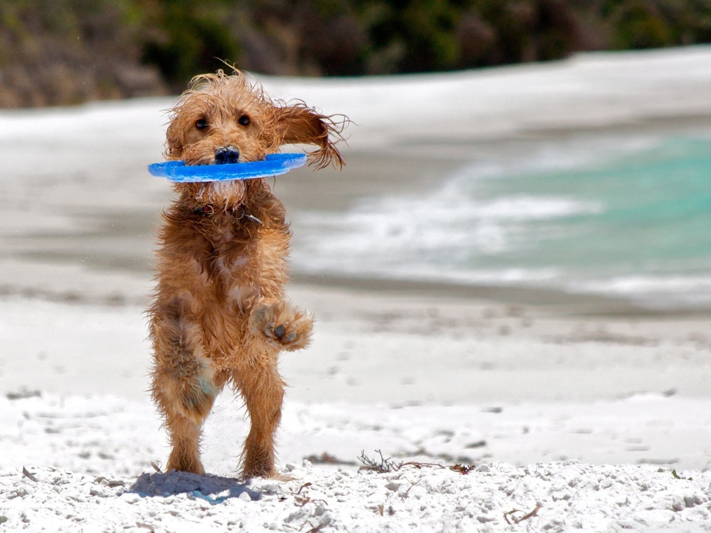 Обои море, пляж, собака, фризби, sea, beach, dog, frisbee разрешение 1920x1200 Загрузить