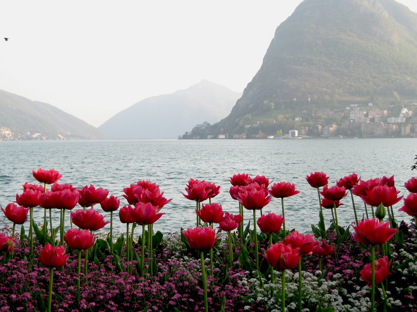 Обои вода, горы, тюльпаны, water, mountains, tulips разрешение 2560x1600 Загрузить