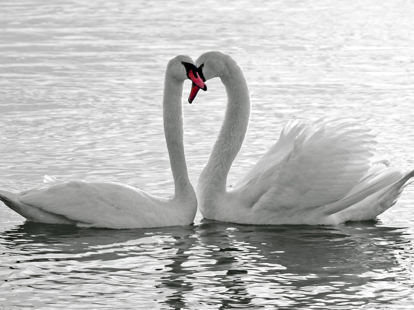 Обои озеро, птицы, любовь, лебеди, верность, lake, birds, love, swans, loyalty разрешение 2560x1600 Загрузить