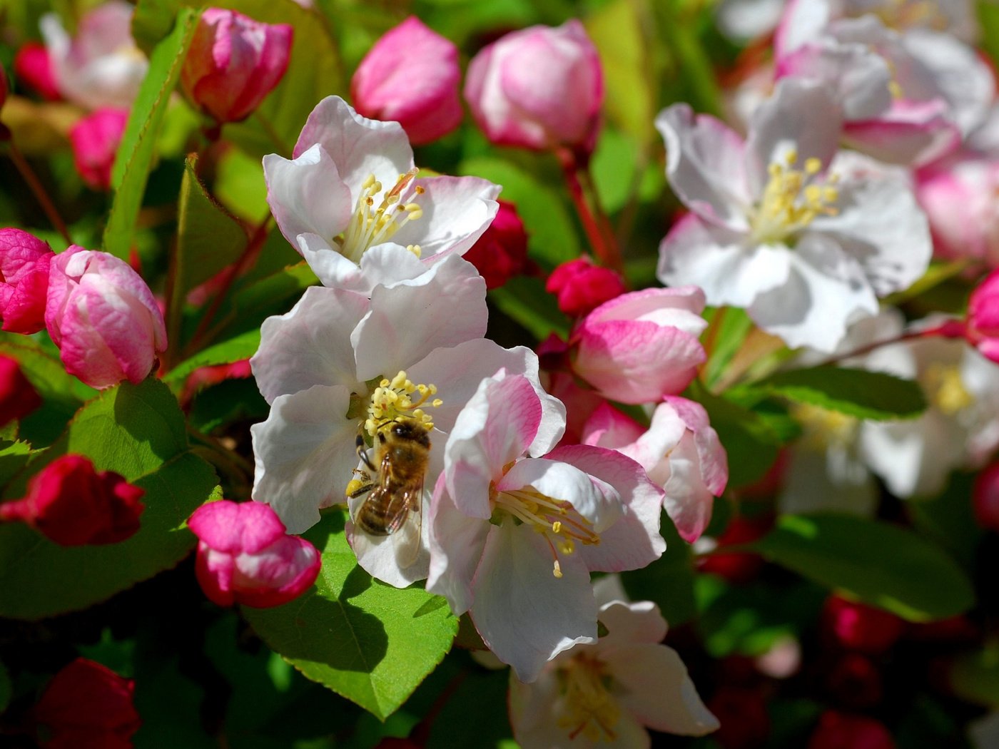 Обои цветы, дерево, цветение, насекомое, весна, пчела, flowers, tree, flowering, insect, spring, bee разрешение 1920x1200 Загрузить