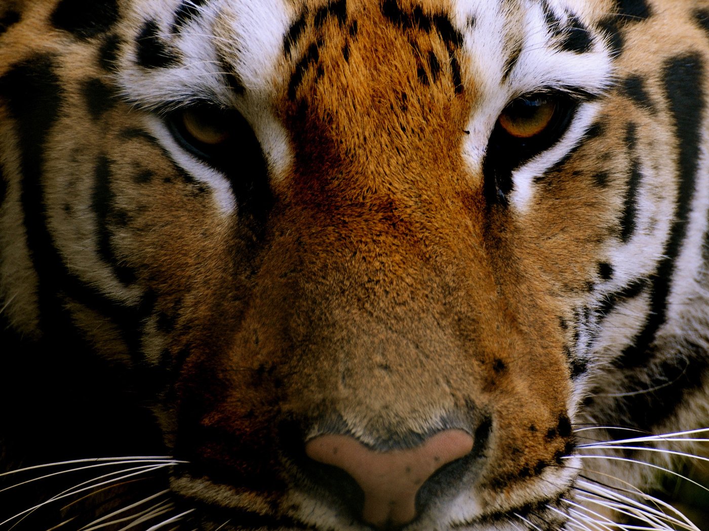 Обои тигр, морда, взгляд, хищник, животное, tiger, face, look, predator, animal разрешение 2560x1920 Загрузить