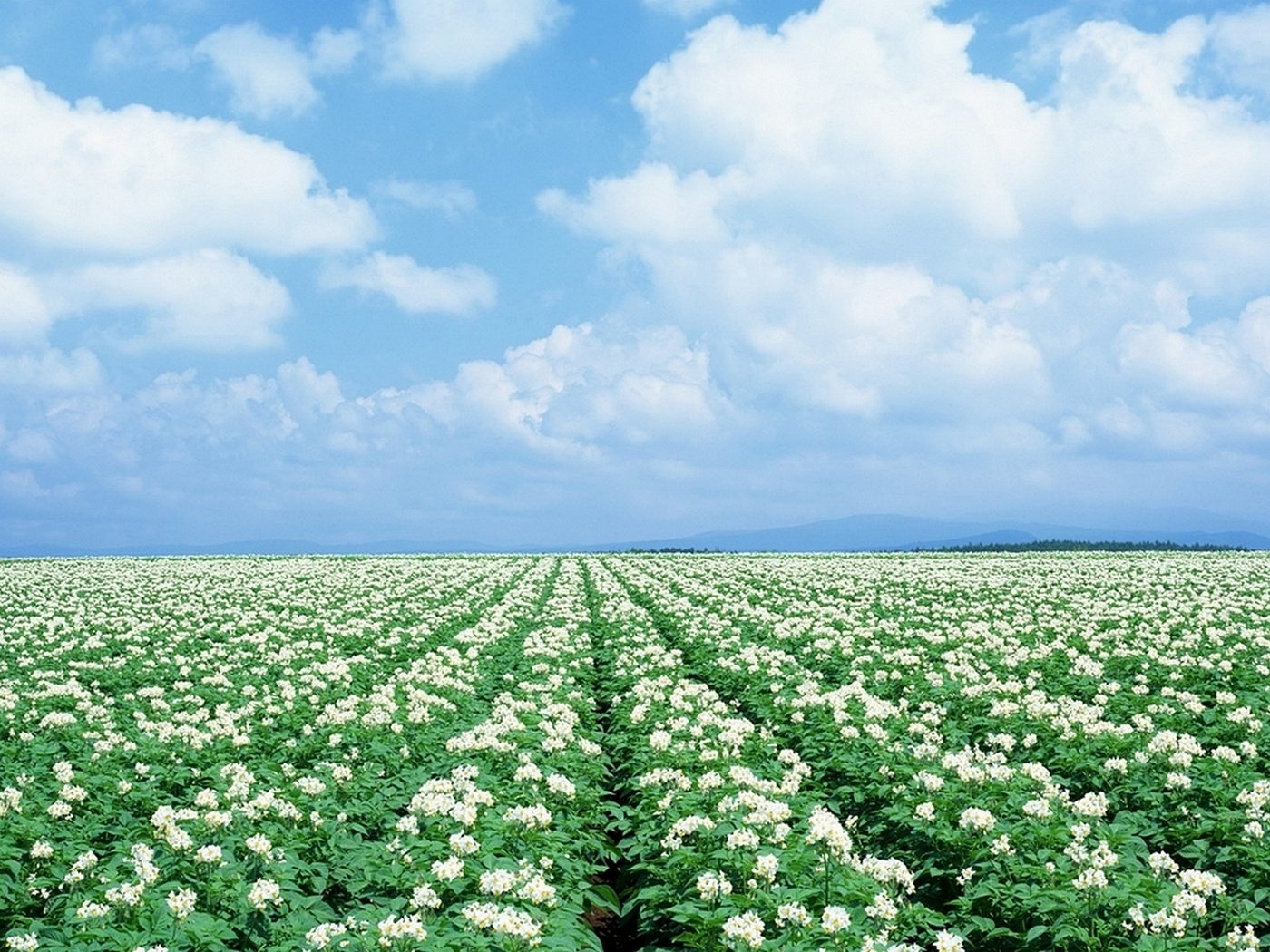 Обои поле, урожай, картошка, картофель, field, harvest, potatoes разрешение 1920x1080 Загрузить