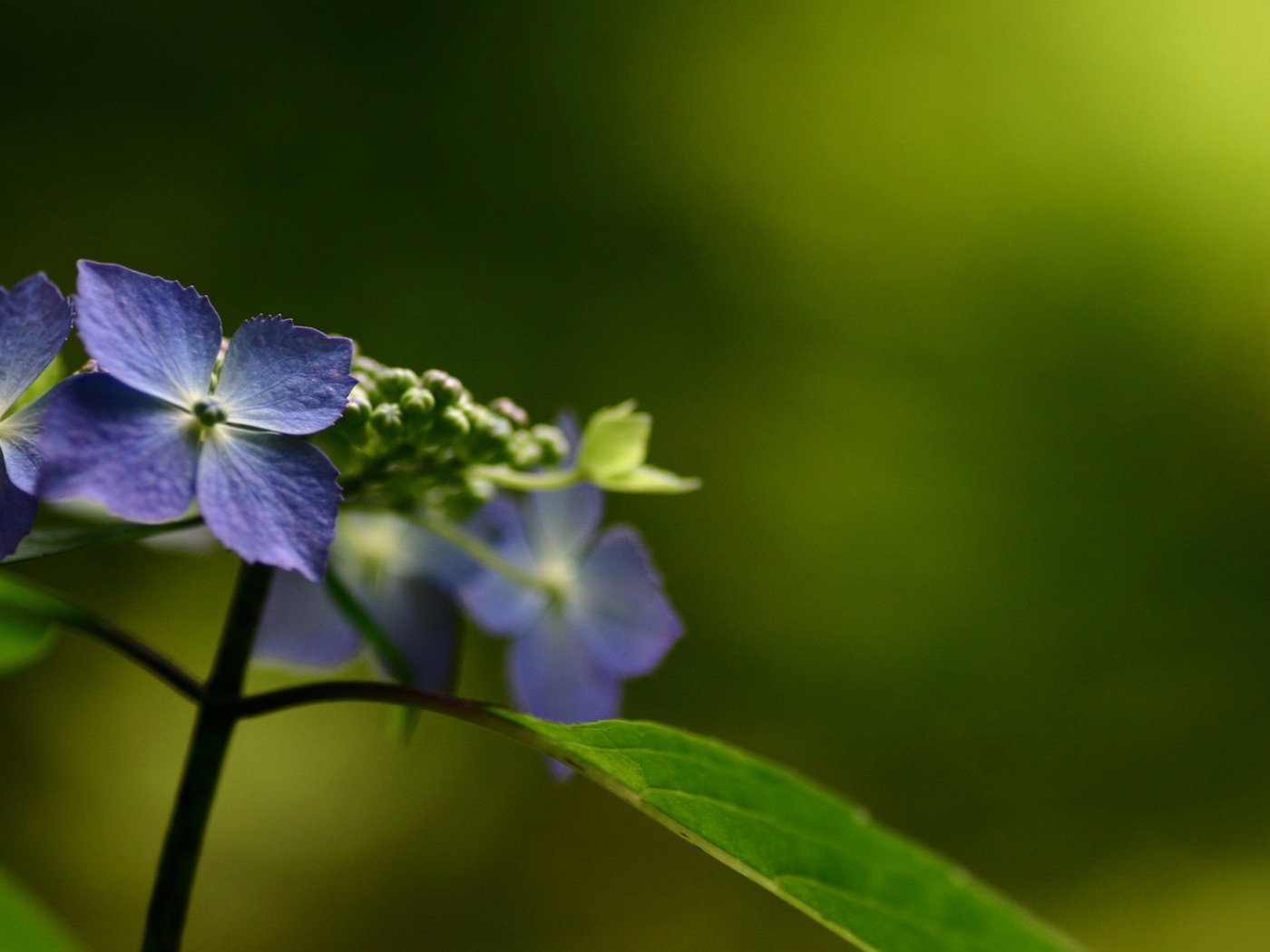 Обои цветы, природа, макро, гортензия, flowers, nature, macro, hydrangea разрешение 1920x1080 Загрузить