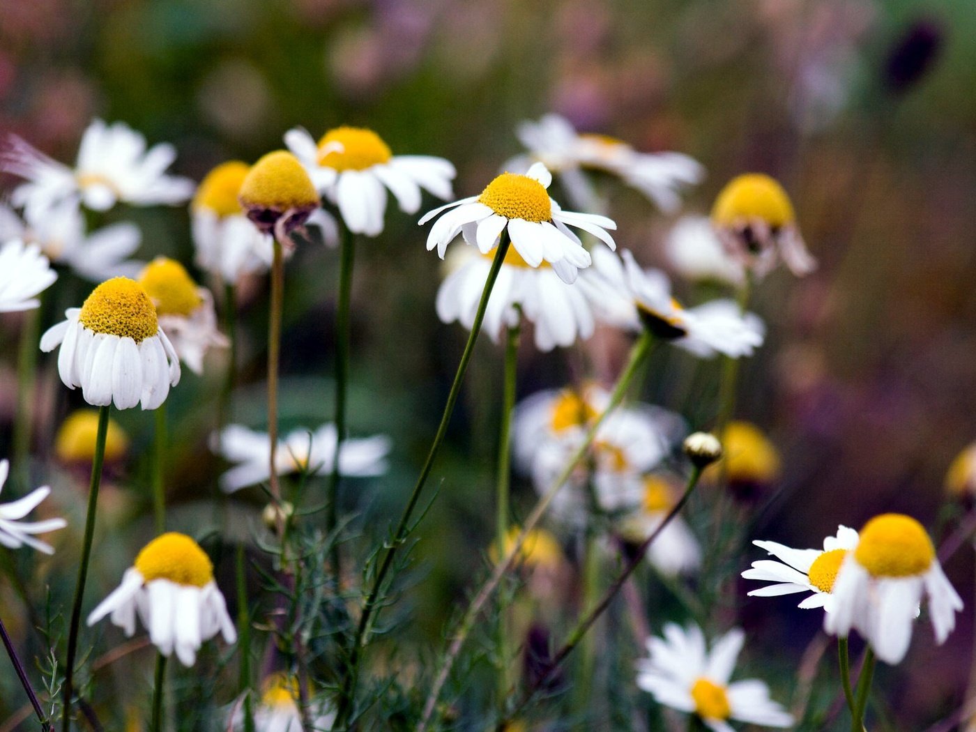 Обои природа, лето, ромашка, ромашки, nature, summer, daisy, chamomile разрешение 1920x1200 Загрузить