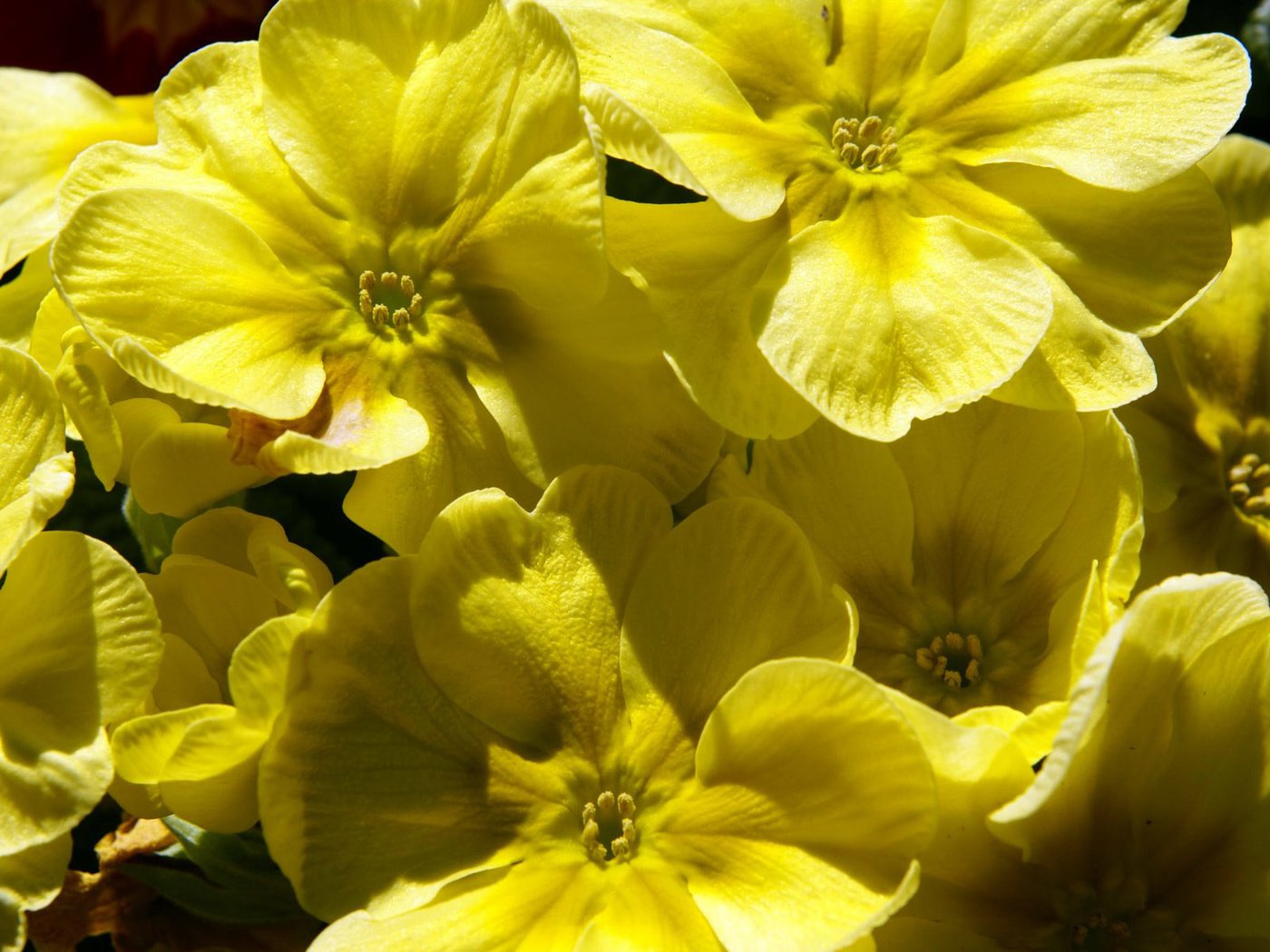 Обои цветы, желтые, примула, flowers, yellow, primula разрешение 1920x1200 Загрузить