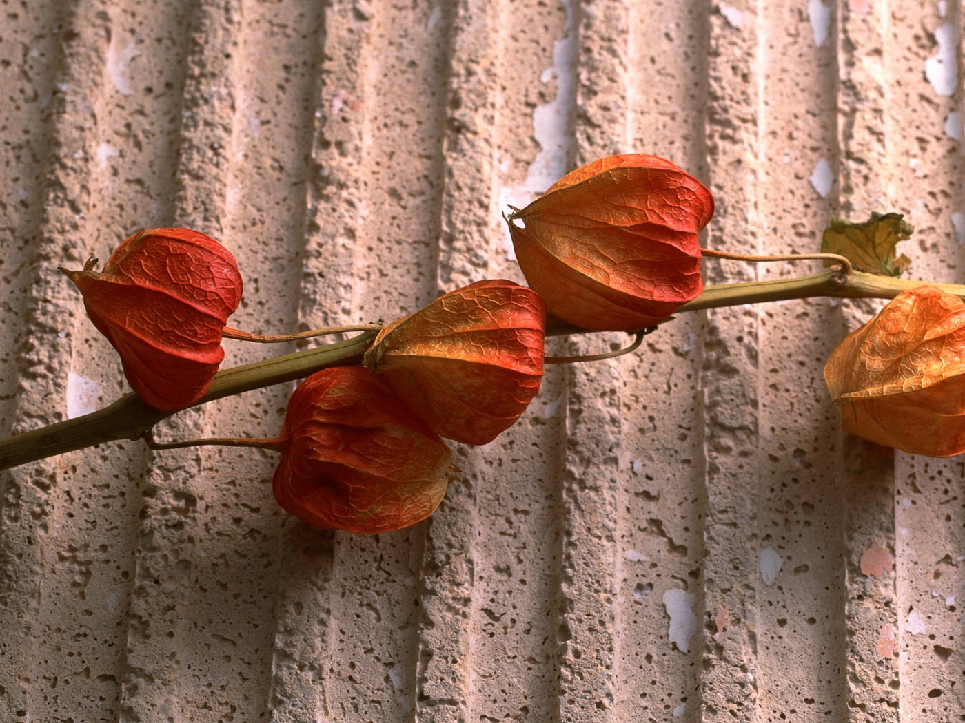 Обои растение, стебель, физалис, сухоцвет, коробочки, plant, stem, physalis, the dried flowers, boxes разрешение 1920x1200 Загрузить