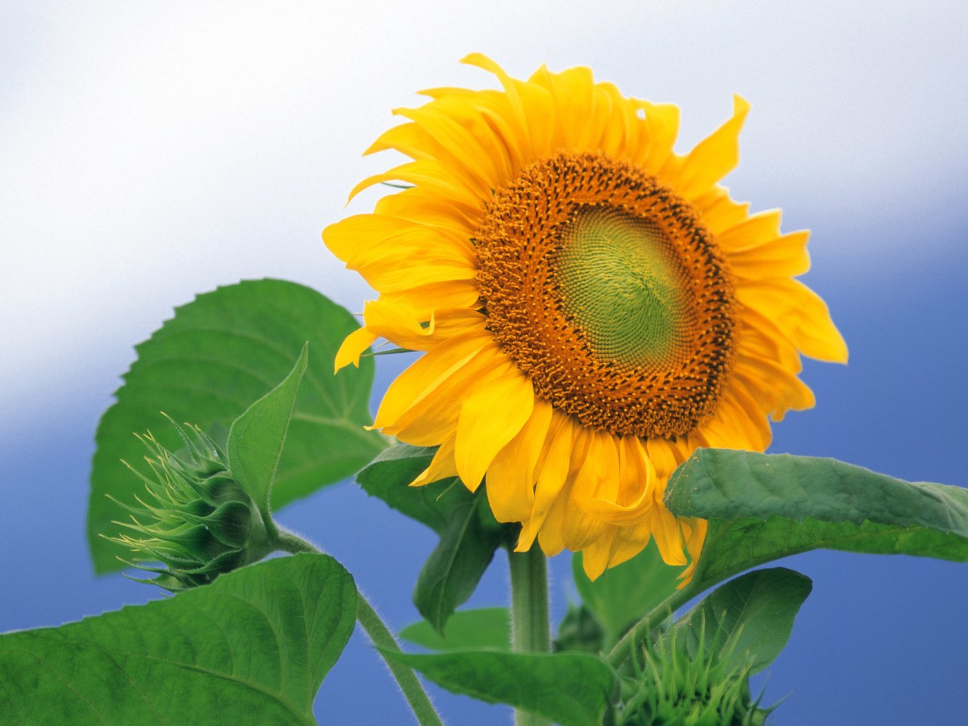 Обои подсолнух, sunflower разрешение 1920x1200 Загрузить