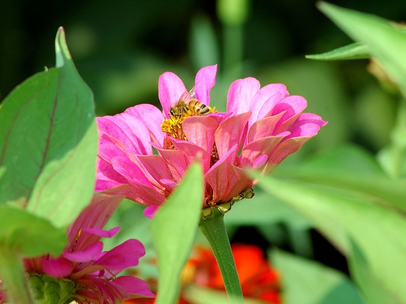 Обои цветы, насекомое, пчела, цинния, flowers, insect, bee, zinnia разрешение 1920x1200 Загрузить