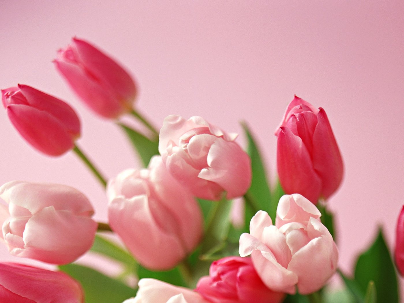 Розовые тюльпаны обои