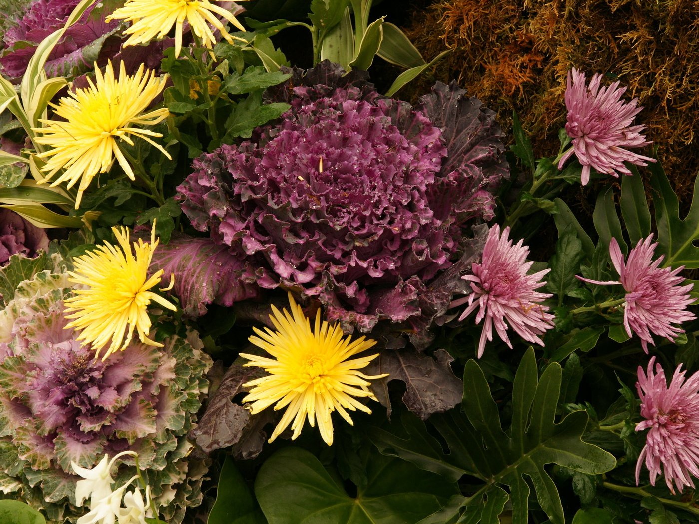 Обои цветы, букет, хризантемы, flowers, bouquet, chrysanthemum разрешение 1920x1200 Загрузить