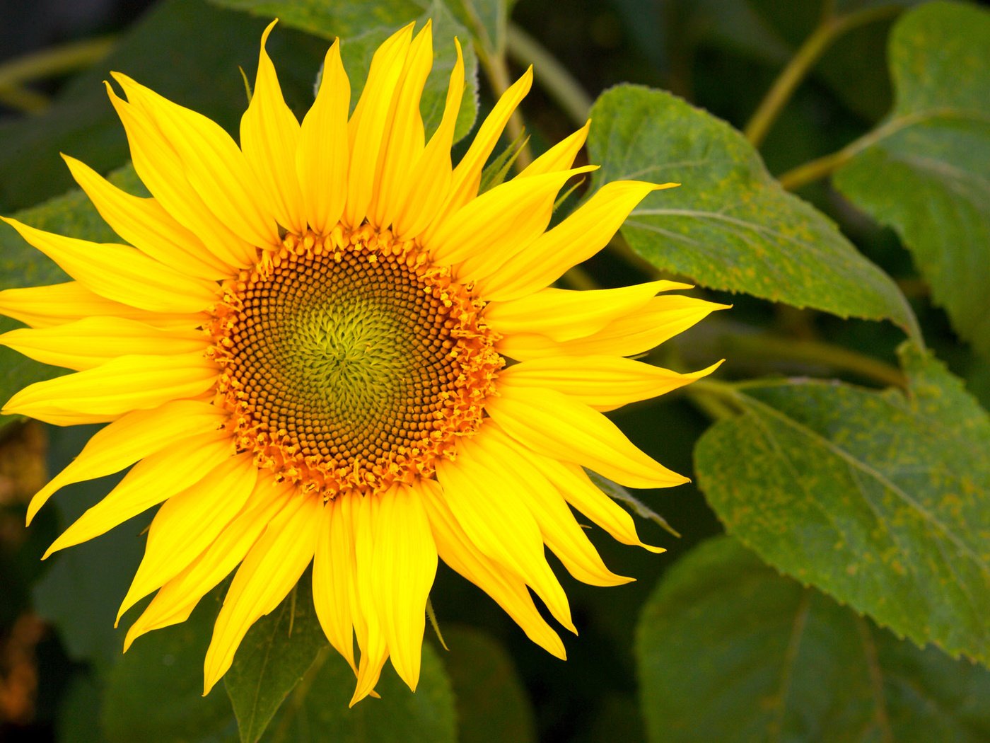Обои желтый, цветок, подсолнух, yellow, flower, sunflower разрешение 1920x1200 Загрузить
