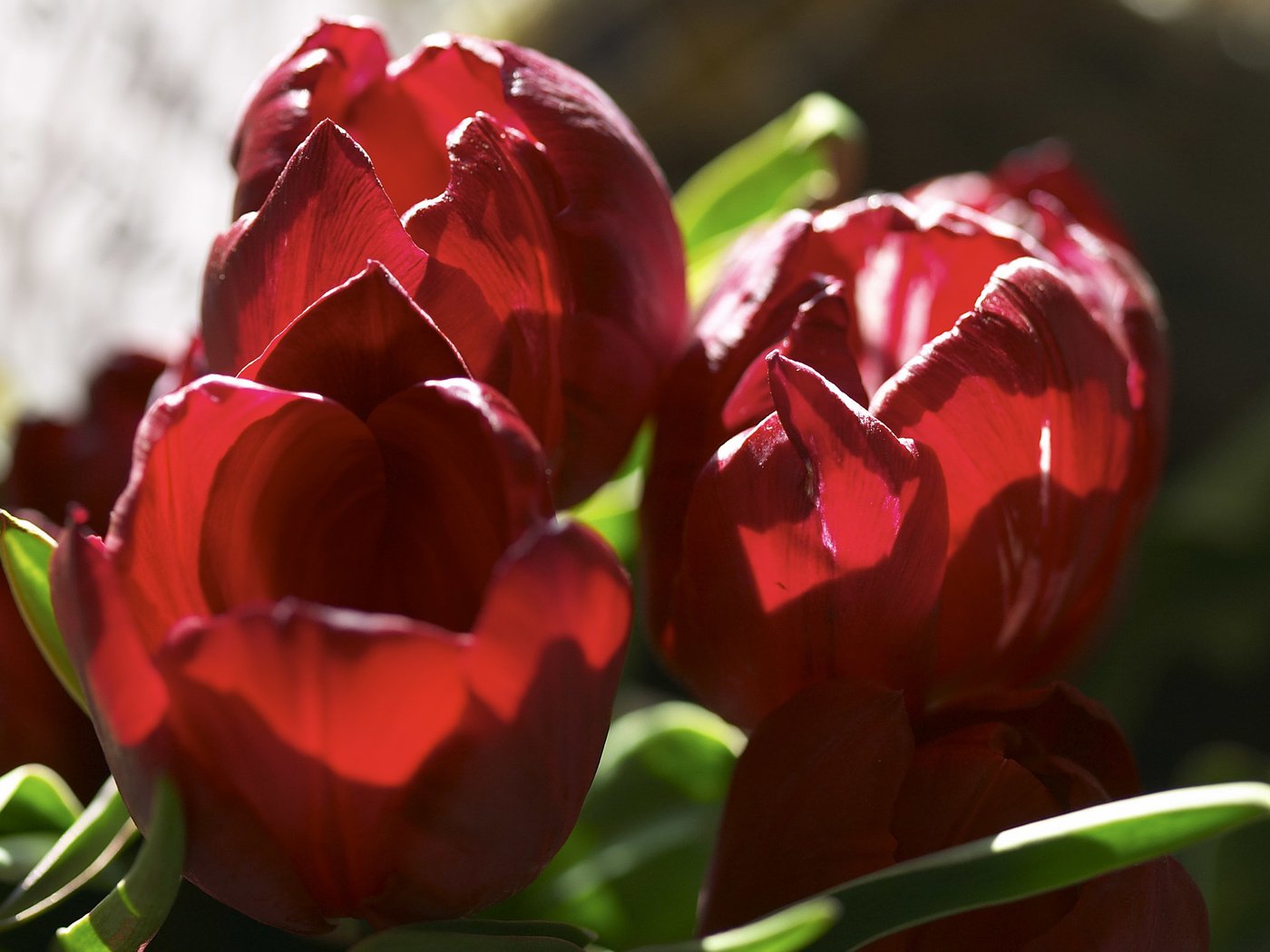 Обои цветы, бутоны, лепестки, красные, тюльпаны, flowers, buds, petals, red, tulips разрешение 2560x1600 Загрузить